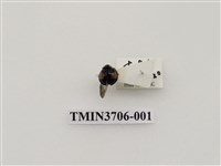 藏品(黃斑盤瓢蟲)的圖片